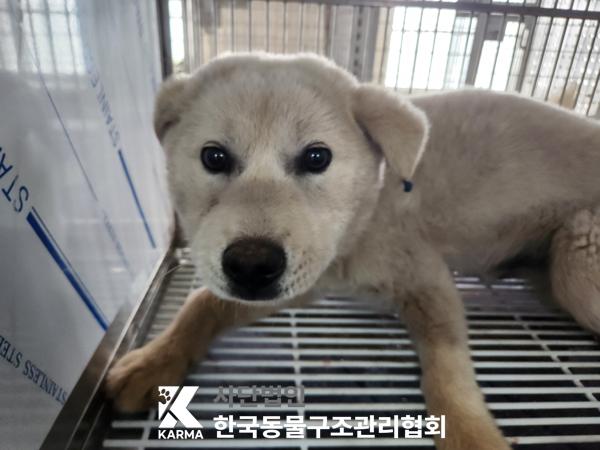 한국동물구조관리협회_441560202500340